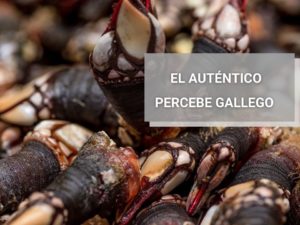 Autentico-Percebe-Gallego