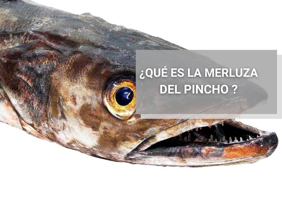 Qué es la Merluza del Pincho - Pescadería Online Coyomar