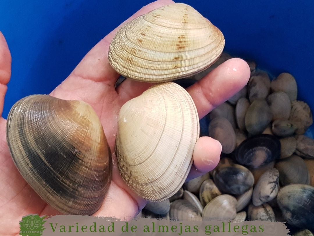 tipos y variedades de almejas gallegas