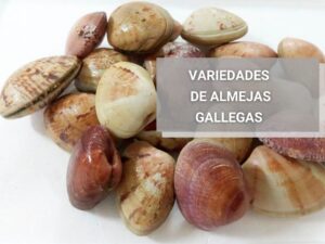 Almejas-gallegas