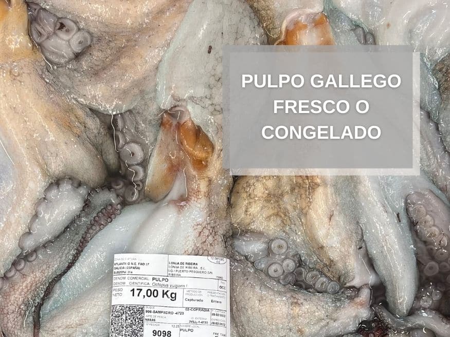 Pulpo Fresco Congelado Pescadería Online Coyomar | Compra Pescado Marisco Gallego