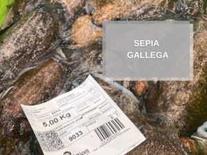 sepia gallega